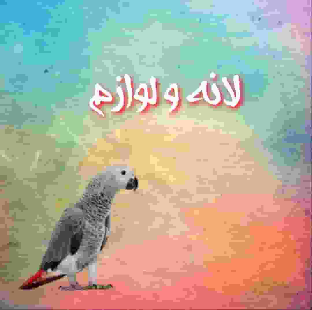 لانه پرندگان 